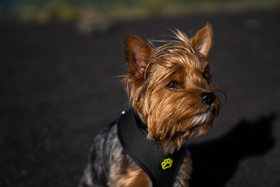 Best Dog Anxiety Vest for Yorkshire Terriers: 2026 Guide