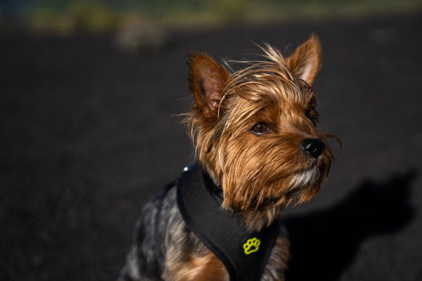 Best Dog Anxiety Vest for Yorkshire Terriers: 2026 Guide