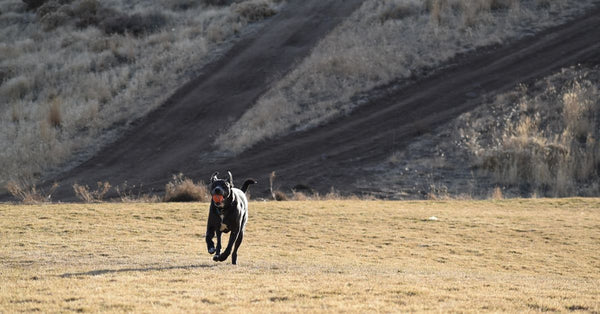 Best Portable Pet Water Bottle for Hiking and Travel