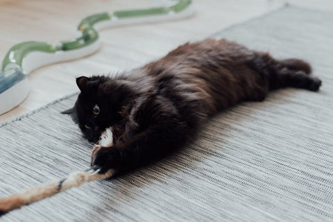 Unleash the Fun: Best Cat Toys for Every Feline Personality