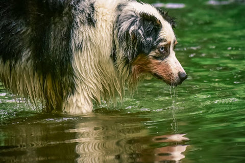 Best Water Fountain for Big Dogs: Hydration Made Easy
