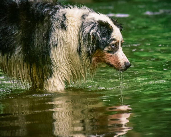Best Water Fountain for Big Dogs: Hydration Made Easy