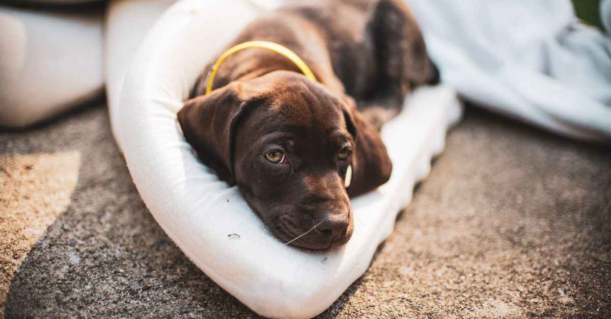 Dog Pee Pads: Are You Wasting Money on Disposables?