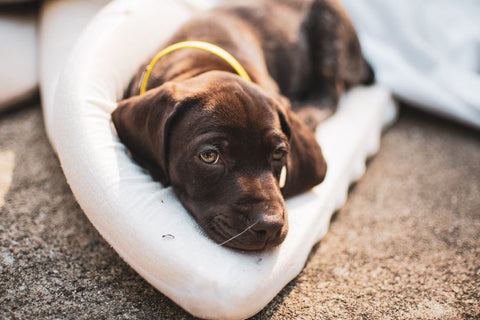 Dog Pee Pads: Are You Wasting Money on Disposables?
