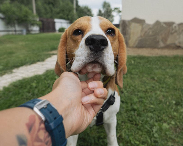 Best Interactive Dog Toys for Beagles: 2026 Guide
