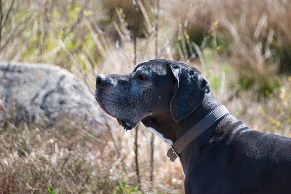 Best Portable Pet Water Bottle for Great Danes: 2026 Guide