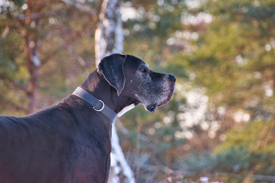 Best Interactive Dog Toys for Great Danes: 2026 Guide
