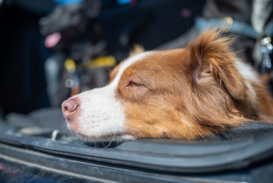 Best Dog Car Seat Cover for Border Collies: 2026 Guide