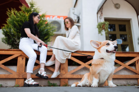 Best Dog Anxiety Vest for Corgis: 2026 Guide