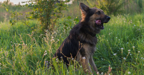 Dog Puzzle Toys: Your Secret Weapon for a Tired Pup