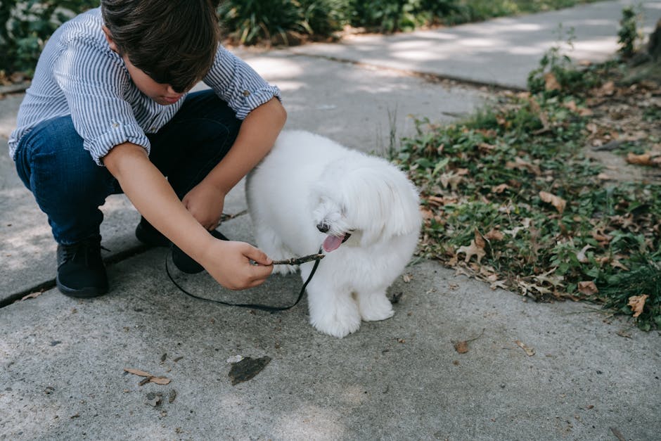 Best Dog Leash for Malteses: 2026 Guide