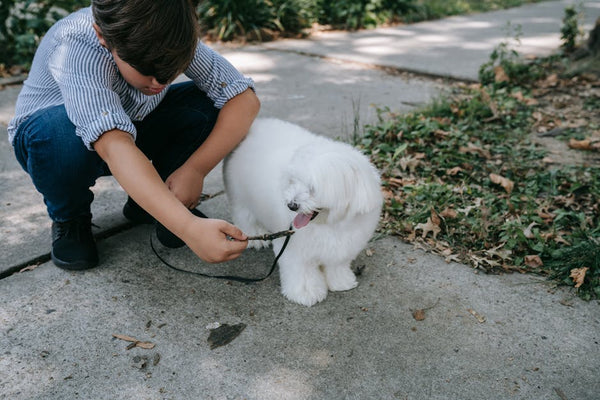 Best Dog Leash for Malteses: 2026 Guide