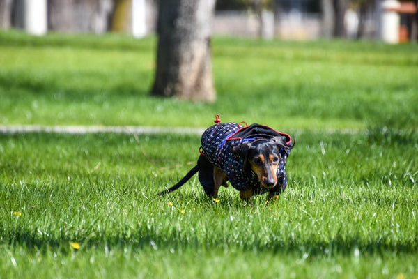 Best Dog Anxiety Vest for Dachshunds: 2026 Guide