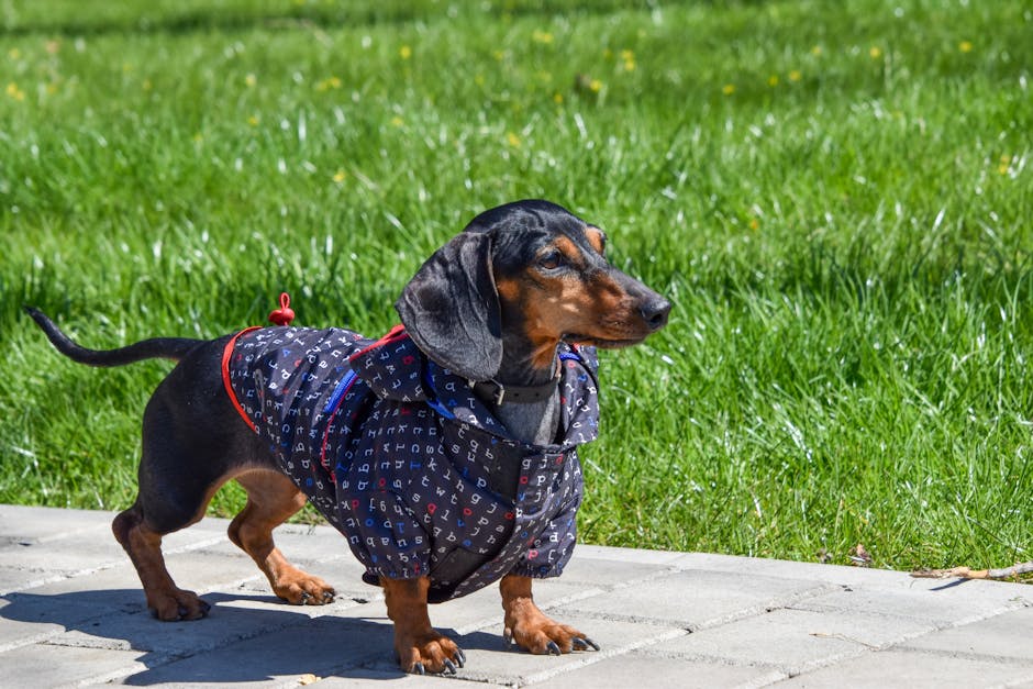 Best Dog Travel Backpack for Dachshunds: 2026 Guide