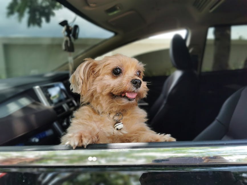 Best Dog Car Seat Cover for Malteses: 2026 Guide