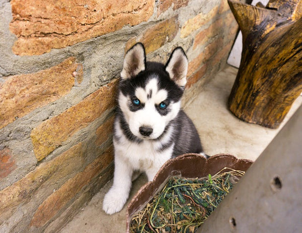Best Automatic Pet Feeder for Siberian Huskys: 2026 Guide