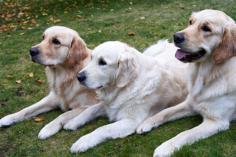 Pet Hair Havoc? for a Lint-Free Home