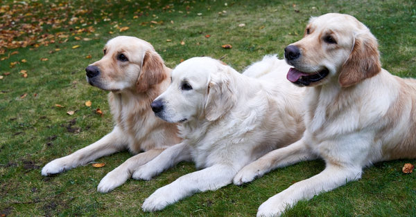 Pet Hair Havoc? for a Lint-Free Home