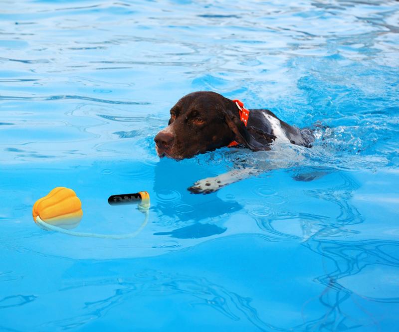 Indestructible Dog Toy – Rope Fetch & Tug Toy for Large Aggressive Chewers