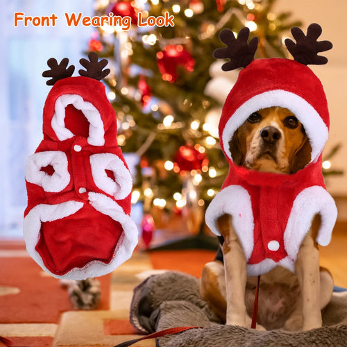 Cute cat dressed in FurryFable festive Santa outfit, looking playful and cozy.
