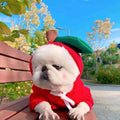 Small dog wearing a green fruit hoodie, sitting comfortably indoors on a cushion