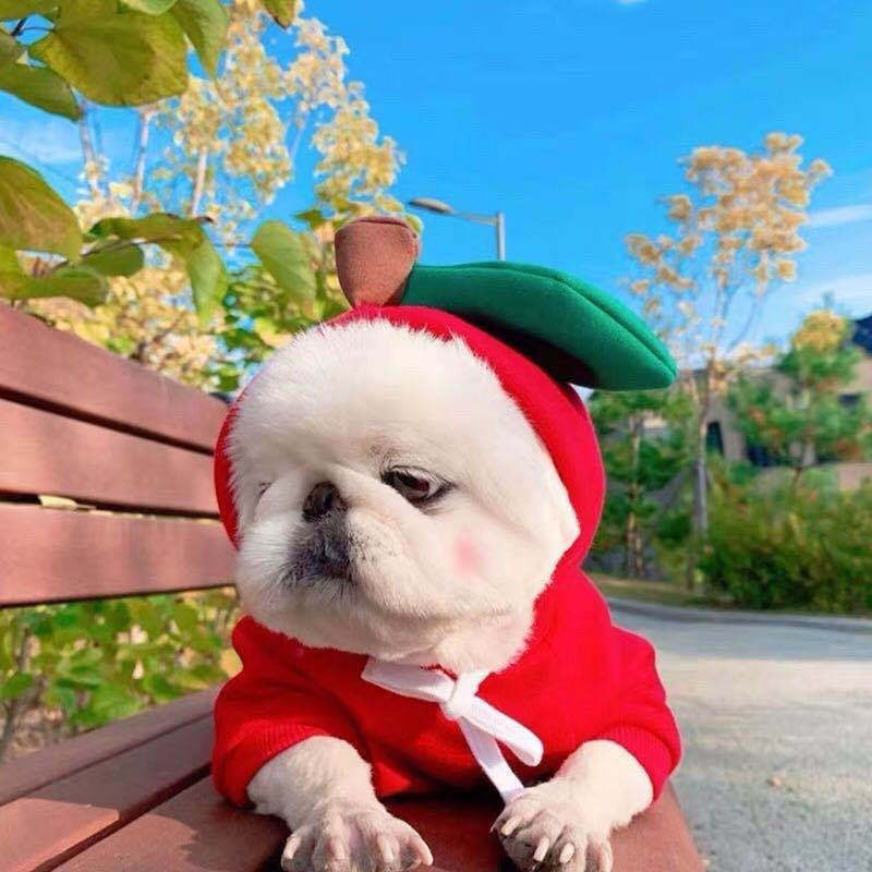 Fruit Dog Hoodie | Warm Fleece Winter Outfit for Small Dogs & Cats