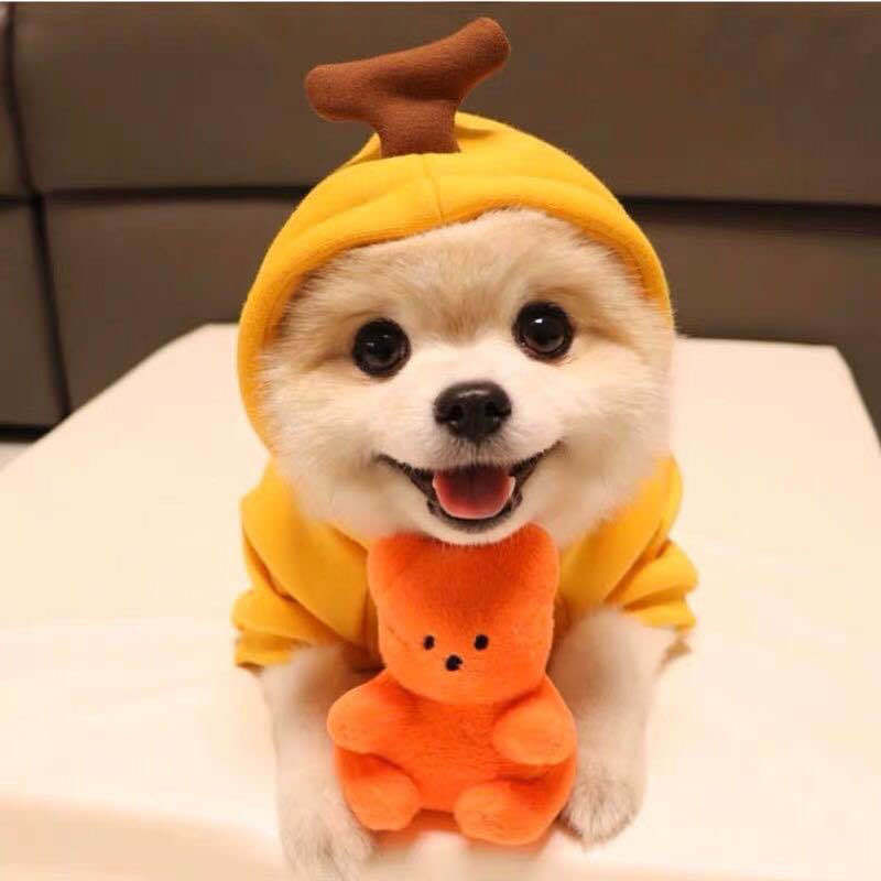 Fruit Dog Hoodie | Warm Fleece Winter Outfit for Small Dogs & Cats