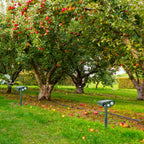 Lifestyle image of a pristine backyard, implying effective pest deterrence
