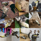 Electric Jumping Fish Toy – Realistic Flopping Fish for Cats (No Catnip Version)