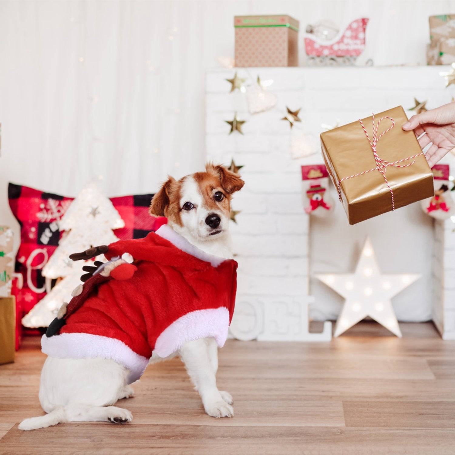 Christmas Pet Costume | Santa & Reindeer Outfit for Dogs & Cats