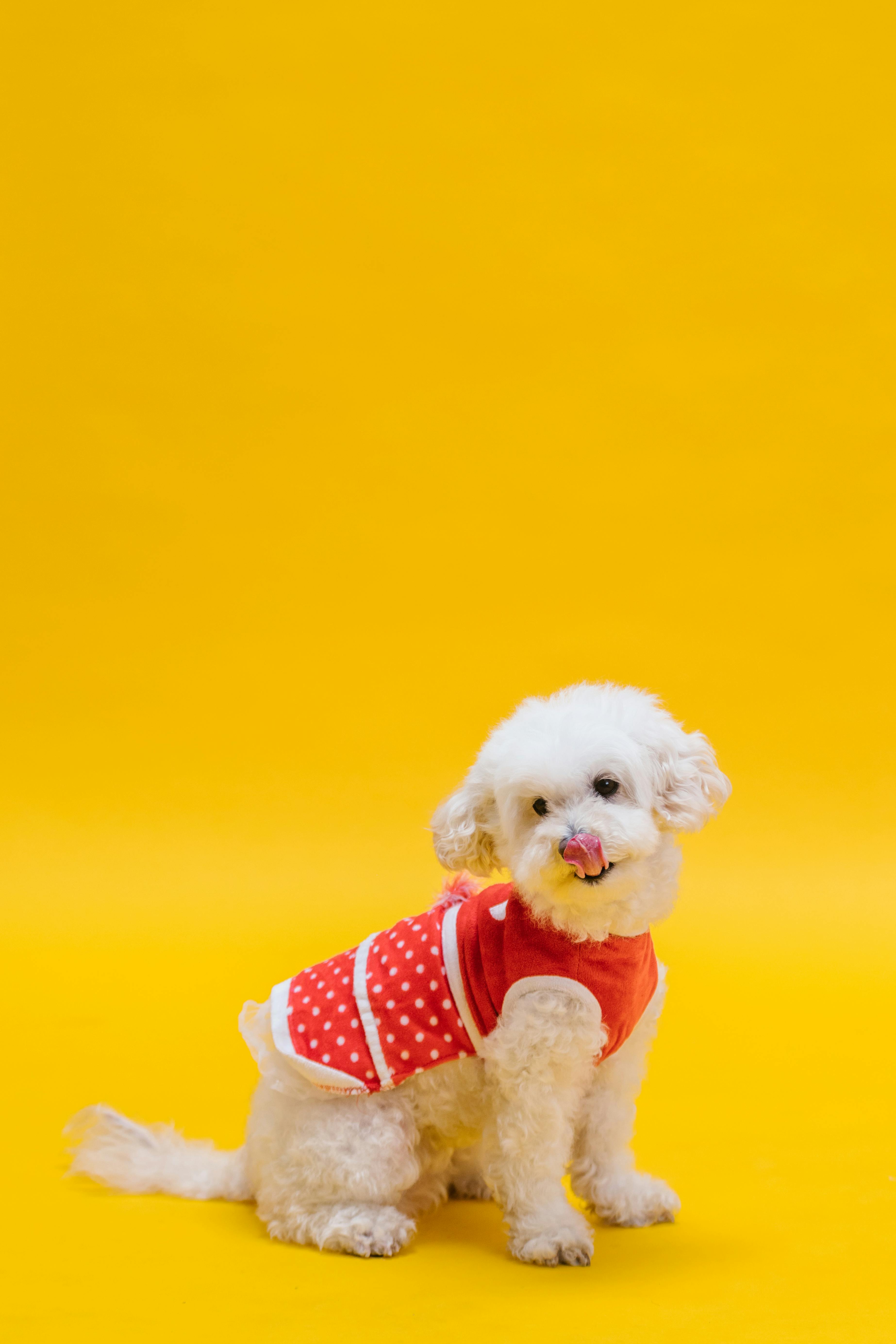 Happy dog wearing FurryFable apparel