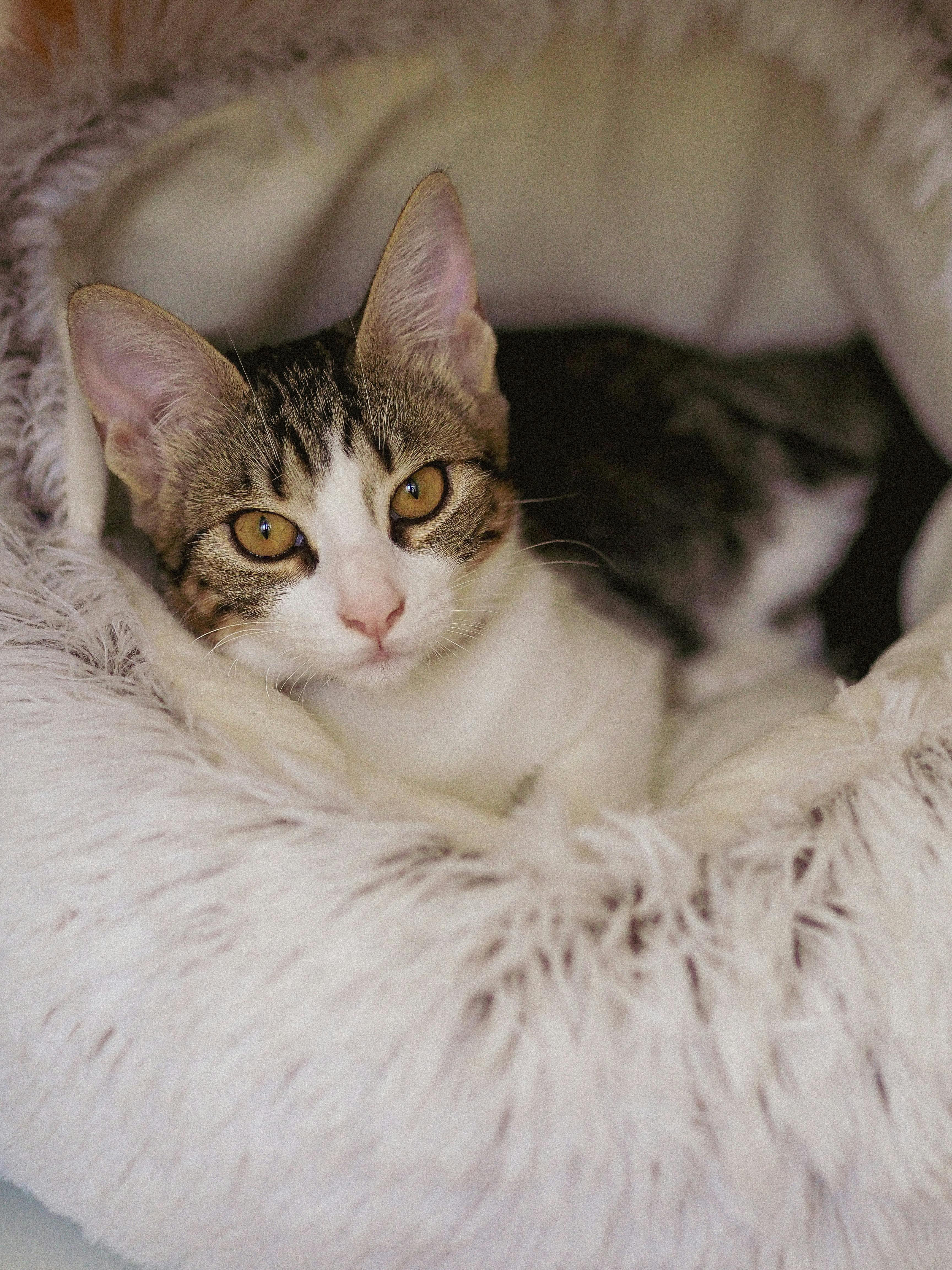 Cat resting in FurryFable pet bed